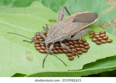 Squash bug guarding the eggs on the leaf