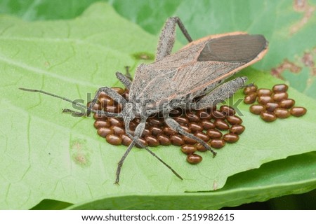 Squash bug guarding the eggs on the leaf