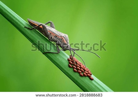 Squash bug laying reddish brown eggs on a green leaf stem against a smooth green background
