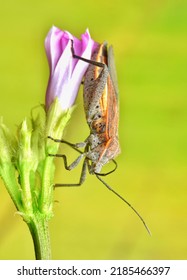 Squash bug strolling down the purple flower