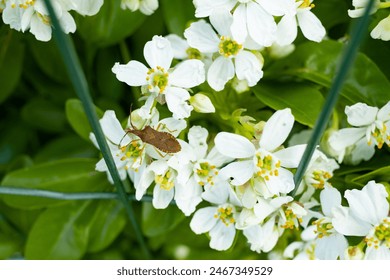 Squash bugs in home garden. Squash bug on a white flower in a garden.