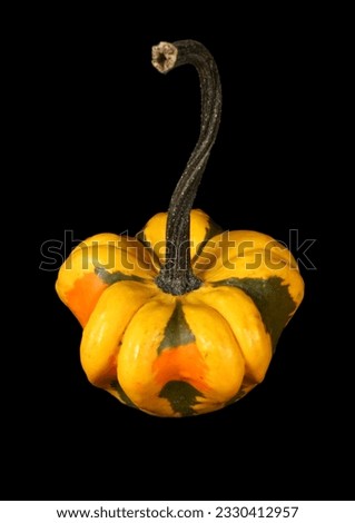 Squash on a Black background 