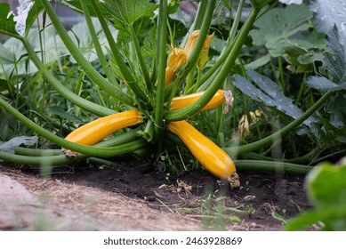 Squash plant with blossoms, yellow zucchini in the garden, organic vegetables.Courgette plant (Cucurbita pepo) with yellow fruits growing in the garden bed outdoors - Powered by Shutterstock