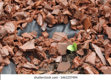 Squash Sprout Emerging From A Black Tarp With Red Rubber Mulch