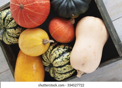 Squash Vegetable Selection