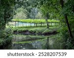 Squash vegetables growing in Les Hortillonnages, Amiens, France. They consist of a number of small, fertile, cultivated islands surrounded by water on the reclaimed bed of the River Somme, . 