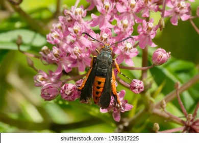 A Squash Vine Borer Moth is drinking nectar from a pink Milkweed flower. Taylor Creek Park, Toronto, Ontario, Canada.