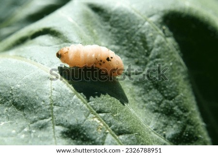 Squash vine borers infesting pumpkin vine