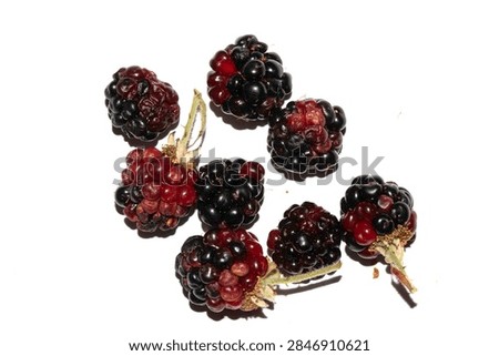 Squashed exploding and crushed blackberries fruit berries splattered on a white background with juice