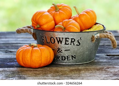 Squashes in a bucket.