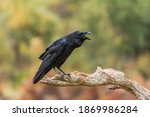 squawk of a crow perched on a branch