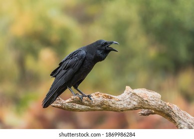 squawk of a crow perched on a branch