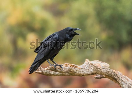 squawk of a crow perched on a branch