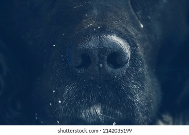 The squeak of a dark dog. Sensitive nose of the dog. Squeak up close