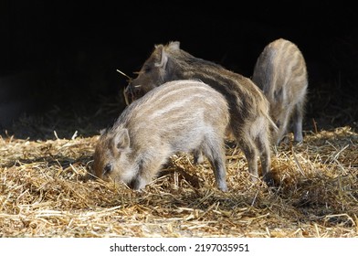 
Squeaker Foraging (Sus Scrofa) Suidae Family. Hanover, Germany.
