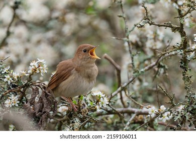 A squeaking thrush nightingale bird on a blossoming tree