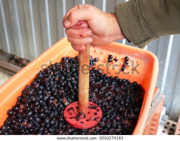 squeezing juice from grape material by hand in\
a container, manual pressure with a wooden pusher on dark grapes\
when preparing material for homemade wine, pressing ripe fruits in\
a container