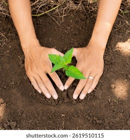 Squere. In the dark, damp soil, tiny seedlings were carefully planted. The morning mist still hung in the air, while the soft light of the sun warmed the earth, signaling the beginning of new growth.