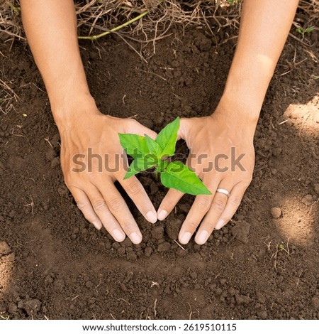 Squere. In the dark, damp soil, tiny seedlings were carefully planted. The morning mist still hung in the air, while the soft light of the sun warmed the earth, signaling the beginning of new growth.