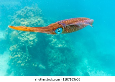 Squid Are Cephalopods Of The Two Orders Myopsida And Oegopsida,