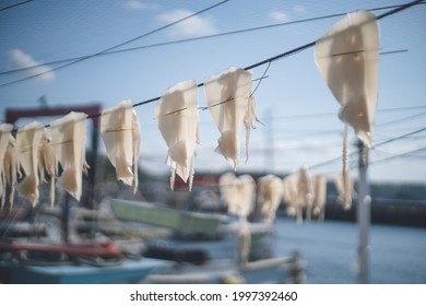 Squid drying like laundry at Yobuko fishing port, Karatsu City, Saga Prefecture. - 佐賀県唐津市呼子