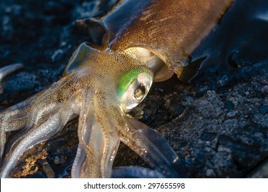 Squid Eye Closeup