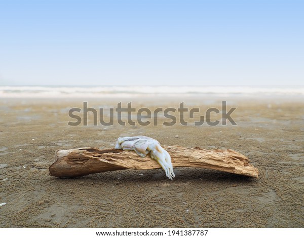 Squid Food Chain Which Food Large Stock Photo 1941387787 | Shutterstock