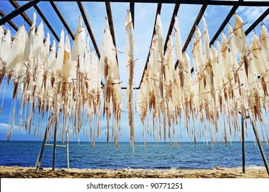 squid hanging to dry in a small village in Thailand