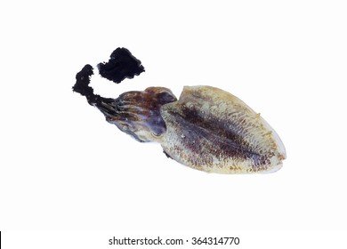 squid with ink,bigfin reef squid isolate on white background,seafood 