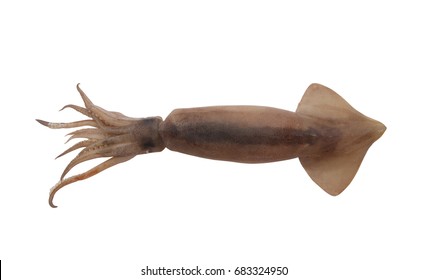 Squid isolated 
