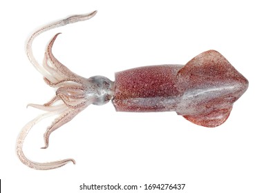 Squid Isolated On White Background 