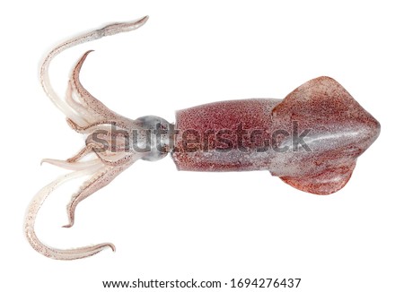 squid isolated on white background 