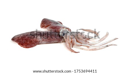 squid isolated on white background 