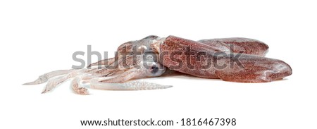 squid isolated on white background 