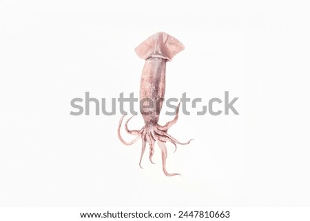 Squid isolated on white background with dried squid, emphasizing its macro details in a closeup shot, capturing the nature of this food item Also featuring elements of animal and arachnid in brown and