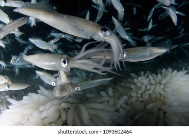 Squid Mating At Night Over A Field Of Freshly-laid Eggs Off Redondo Beach, California.