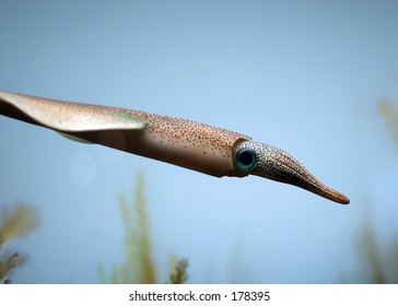 squid in Museum