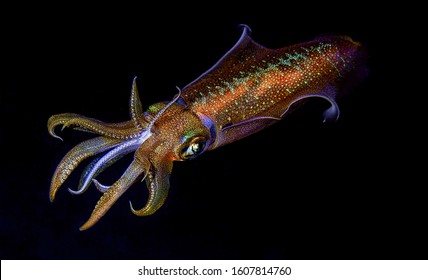 Squid on its night dive hunting, red sea Eilat
				                               