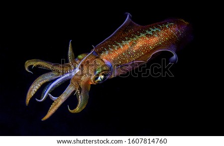 Squid on its night dive hunting, red sea Eilat
                               