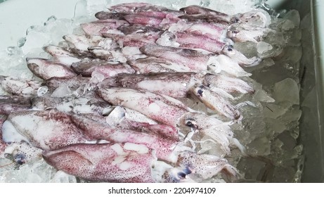 Squid Raw On Ice Frozen Seafood Stock Photo 2204974109 | Shutterstock