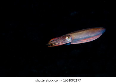 Squid Swimming Underwater In Toyama Bay, Japan