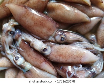 Squid (Teuthida) In A Container