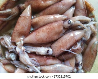 Squid (Teuthida) In A Container