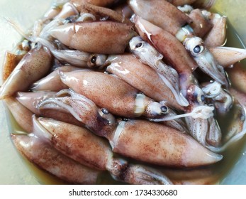 Squid (Teuthida) In A Container