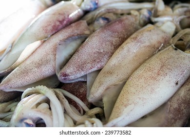 Squid, Teuthida, Decapodiformes, 