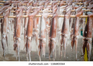 Squid In Ulleungdo Island