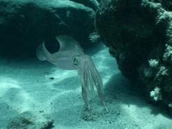 Squid  Underwater  Calamari Drifting And Swimming Underwater Close And Slow Ocean Scenery Animal Cephalopod : Decapodiformes Loligo Vulgaris