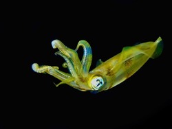 Squid Underwater At Night. A Squid Swims In The Water Column On A Black Background.