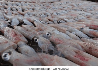 Squids from local fisheries in Thailand
