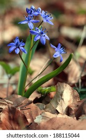 Squill, Scilla Bifolia